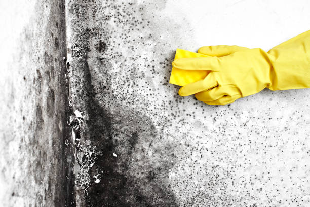Best Water Damage Restoration  in Garrison, MD