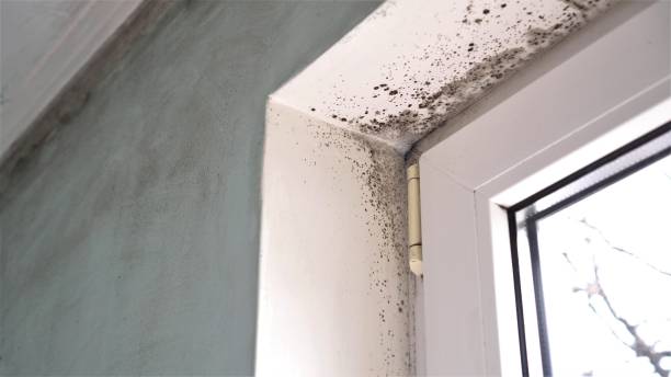 Best Home Mold Removal  in Garrison, MD