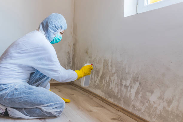 Certified Mold Removal in Garrison, MD