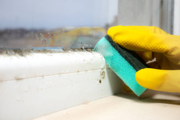 Best Mold Removal Company Near Me  in Garrison, MD