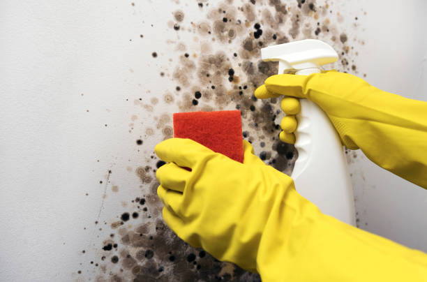 Best Attic Mold Removal  in Garrison, MD