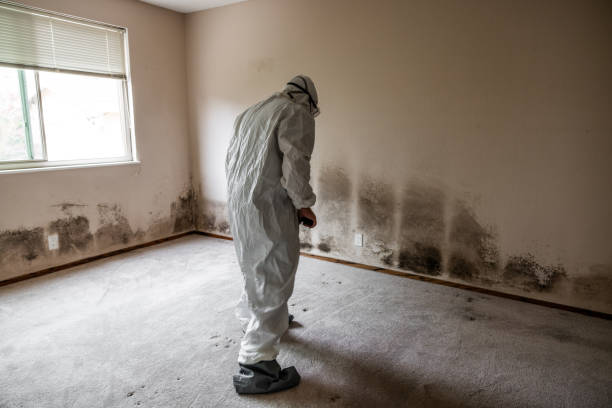 Best Best Mold Removal Companies  in Garrison, MD