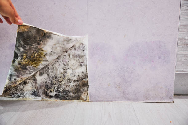 Professional Mold Removal in Garrison, MD